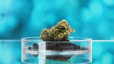 Chemdawg Strain: A Powerful and Influential Cannabis Classic