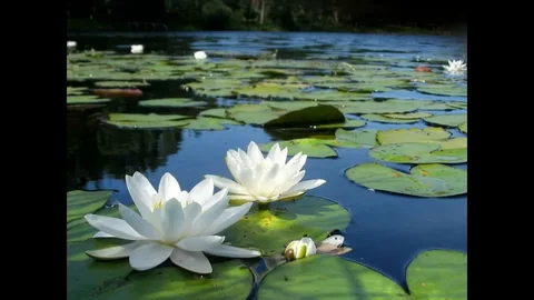 Discover the Hidden Charm and Colors of Water Lilies