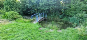 Where to Buy Marginal Pond Plants Online: A Complete Guide for Pond Lovers